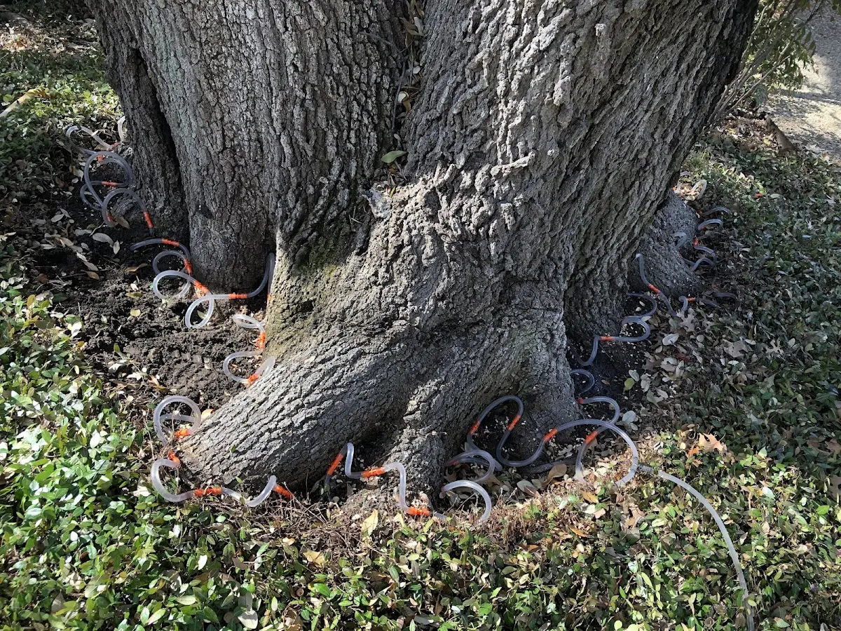 Detailed Tree Cabling and Bracing job site in Indian Springs