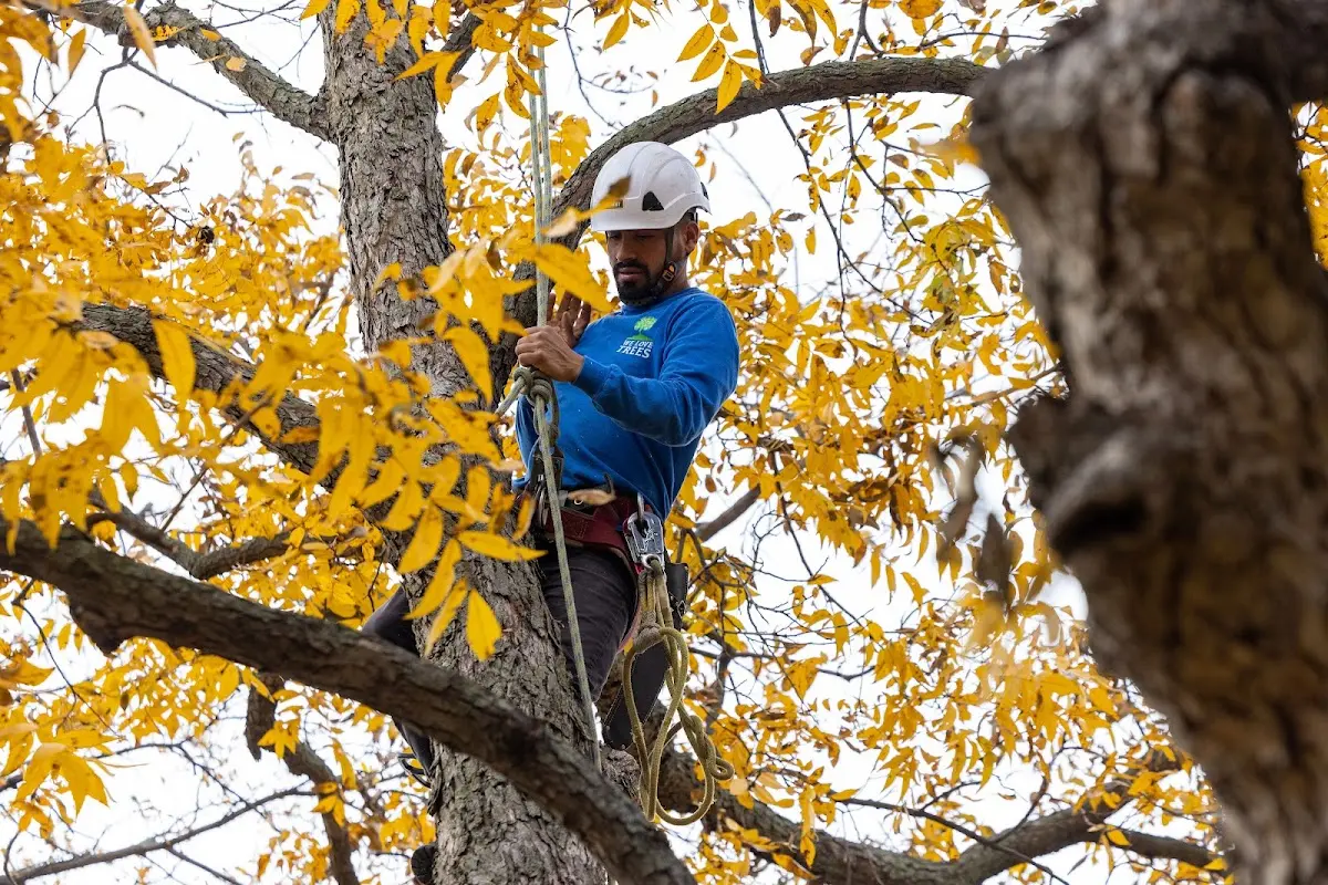 Skilled Tree Pruning crew working in Indian Springs